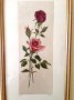 3 Rosas
